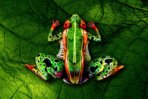 frog_johannes_stoetter_2_1024x682.jpg frog_johannes_stoetter_2_1024x682.jpg