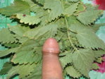 DSC08807.JPG