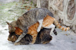 threefold-1532965.jpg threefold-1532965.jpg