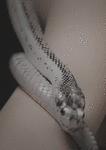 image_861401161250497227274.gif