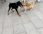 74792aaac1938c5c82067ebe27f86eef_287127_1503939424.gif_1.gif