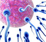 4_conception_250.jpg