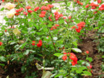 PB100103.jpg