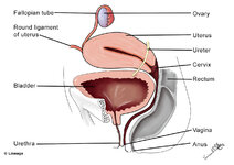 06122017vldstep1reprofemalereproductiveanatomy.jpg