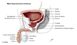 05172017vldstep1repromalereproductiveanatomy.jpg